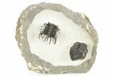 Spiny Koneprusia Trilobite With Austrops - Ofaten, Morocco #268857-2